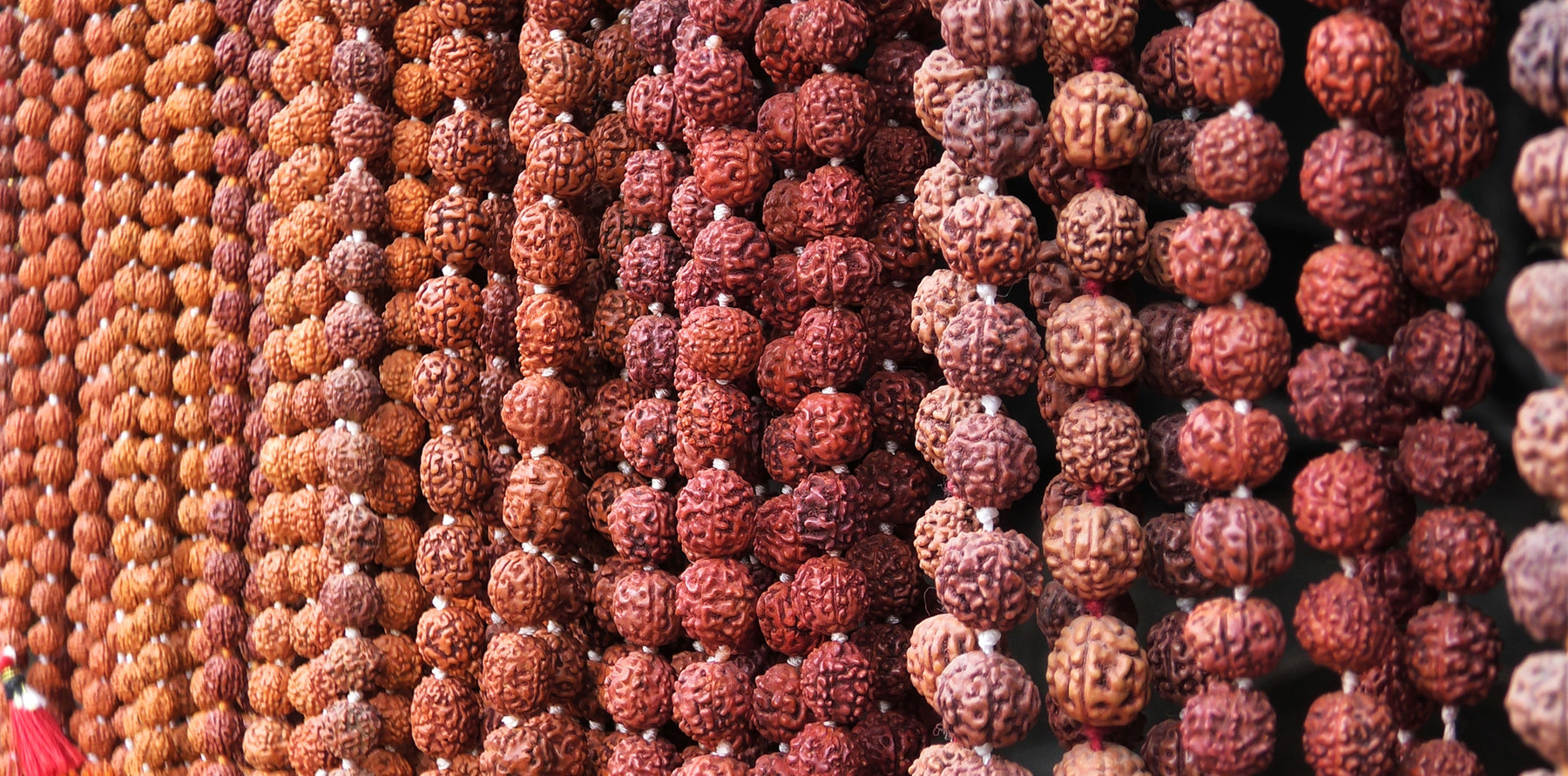 graines de rudraksha
