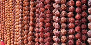 Graines de Rudraksha : origines, symboliques, vertus et guide d’usage